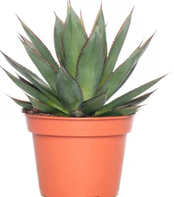 Intratuin Agave (Agave 'Shaka Zulu') D 15 H 30 cm| Für Sonne|Grünpflanzen
