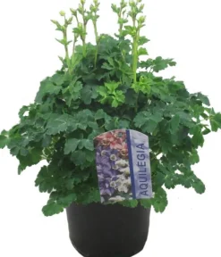 Intratuin Akelei (Aquilegia vulg. 'Winky Red White') D 19 H 45 cm| Blühende Pflanzen|Winterharte Pflanzen