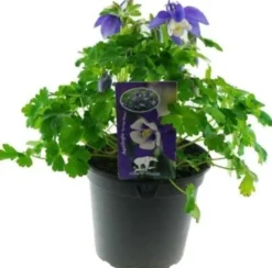 Intratuin Akelei (Aquilegia vulgaris) D 13 H 25 cm| Blühende Pflanzen|Winterharte Pflanzen