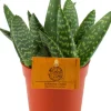 Intratuin Aloe (Aloe 'Paradisicum') D 10,5 H 15 cm| Kleine Zimmerpflanzen|Für Sonne