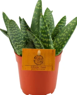Intratuin Aloe (Aloe 'Paradisicum') D 10,5 H 15 cm| Kleine Zimmerpflanzen|Für Sonne
