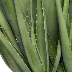 Intratuin Aloe (Aloe vera) D 19 cm H 60 cm| Für Sonne|Kakteen & Sukkulenten