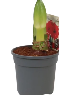 Intratuin Amaryllis (Hippeastrum 'Merry Christmas') D 13 H 25 cm| Kleine Zimmerpflanzen|Blühende Zimmerpflanzen