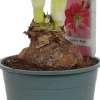 Intratuin Amaryllis (Hippeastrum 'Sweet Pink') D 14 H 25 cm| Kleine Zimmerpflanzen|Blühende Zimmerpflanzen