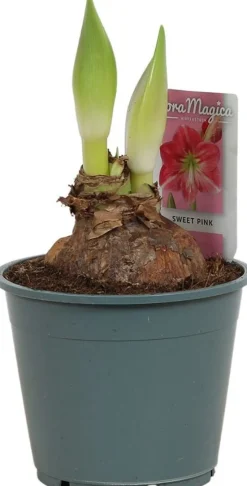 Intratuin Amaryllis (Hippeastrum 'Sweet Pink') D 14 H 25 cm| Kleine Zimmerpflanzen|Blühende Zimmerpflanzen