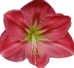 Intratuin Amaryllis (Hippeastrum 'Sweet Pink') D 14 H 25 cm| Kleine Zimmerpflanzen|Blühende Zimmerpflanzen