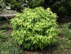 Intratuin Amerikanischer Amberbaum Kugelform (Liquidambar styr 'Gumball')| Winterharte Pflanzen|Amberbaum