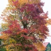 Intratuin Amerikanischer Amberbaum (Liquidambar styraciflua)| Winterharte Pflanzen|Amberbaum