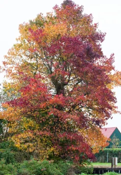 Intratuin Amerikanischer Amberbaum (Liquidambar styraciflua)| Winterharte Pflanzen|Amberbaum
