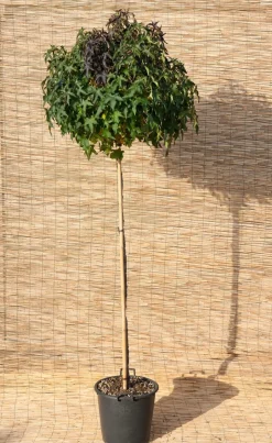 Intratuin Amerikanischer Amberbaum (Liquidambar Styraciflua Gum Ball)| Winterharte Pflanzen|Amberbaum