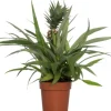Intratuin Ananaspflanze (Bromelia ananas 'Sol') D 12 H 45 cm| Blühende Zimmerpflanzen|Bromelien