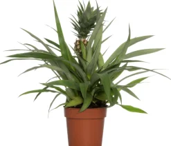 Intratuin Ananaspflanze (Bromelia ananas 'Sol') D 12 H 45 cm| Blühende Zimmerpflanzen|Bromelien