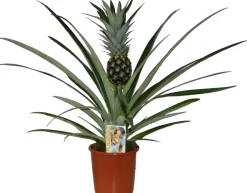Intratuin Ananasplant (Bromelia ananas 'Champaca') D 14 H 60 cm| Blühende Zimmerpflanzen|Ananaspflanzen