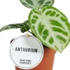 Intratuin (Anthurium crystallinum 'Silver Blush') D 12 H 30 cm| Grünpflanzen