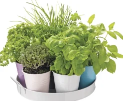 Intratuin Anzucht-Set Küchenkräuter inkl. Tablett und Töpfchen| Gemüsesamen|Saatgut