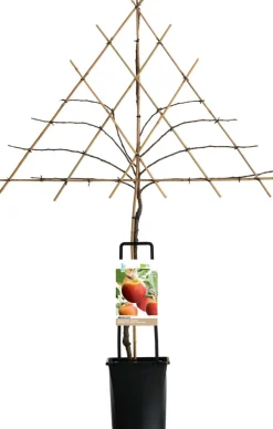 Intratuin Apfelbaum Spalierform (Malus domestica 'Elstar') D 26 H 150 cm| Blühende Pflanzen|Winterharte Pflanzen