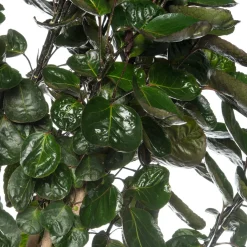 Intratuin Aralie (Polyscias 'Fabian') D 27 H 150 cm| Große Pflanzen|Grünpflanzen