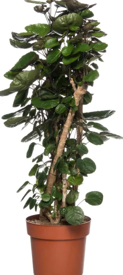 Intratuin Aralie (Polyscias 'Fabian') D 24 H 110 cm| Große Pflanzen|Grünpflanzen