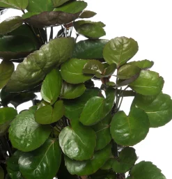 Intratuin Aralie (Polyscias 'Fabian') D 24 H 110 cm| Große Pflanzen|Grünpflanzen