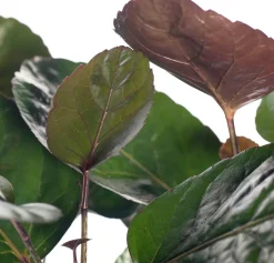 Intratuin Aralie (Polyscias 'Fabian') D 19 H 65 cm| Grünpflanzen|Polyscias