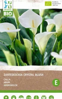Intratuin Aronstab (Zantedeschia 'Black Forest') Blumenzwiebeln 2 St.| Sommer-Blüher|Blumenzwiebeln