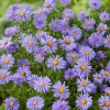 Intratuin Aster ('Prof. Anton Kippenberg')| Blühende Pflanzen|Winterharte Pflanzen