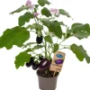 Intratuin Aubergine (Solanum melongena) D 14 H 55 cm| Obst, Gemüse & Kräuter|Gemüsepflanzen