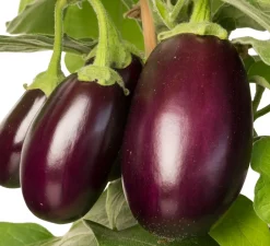 Intratuin Aubergine (Solanum melongena) D 14 H 55 cm| Obst, Gemüse & Kräuter|Gemüsepflanzen