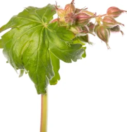 Intratuin Balkan-Storchschnabel (Geranium macrorrhizum 'Czakor') D 11 cm| Blühende Pflanzen|Immergrüne Pflanzen
