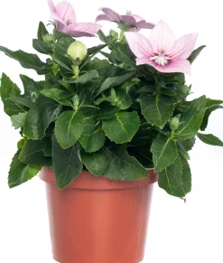 Intratuin Ballonblume (Platycodon grandiflorus) D 12 H 25 cm| Blühende Pflanzen|Winterharte Pflanzen