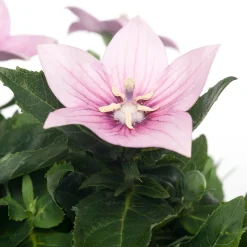 Intratuin Ballonblume (Platycodon grandiflorus) D 12 H 25 cm| Blühende Pflanzen|Winterharte Pflanzen