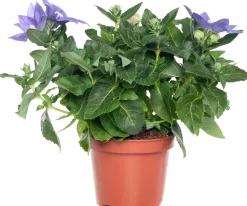 Intratuin Ballonblume (Platycodon grandiflorus) D 12 H 25 cm| Blühende Pflanzen|Winterharte Pflanzen