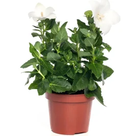 Intratuin Ballonblume (Platycodon grandiflorus) D 12 H 25 cm| Blühende Pflanzen|Winterharte Pflanzen