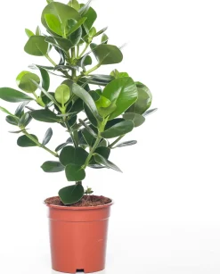 Intratuin Balsamapfel (Clusia rosea 'Princess') D 17 H 55 cm| Grünpflanzen