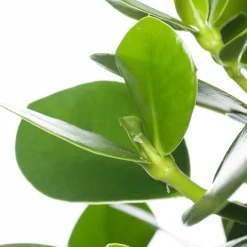 Intratuin Balsamapfel (Clusia rosea 'Princess') D 17 H 55 cm| Grünpflanzen