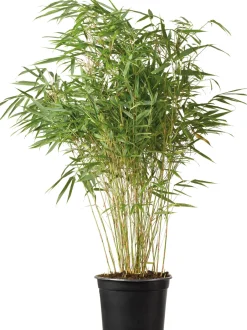 Intratuin Bambus (Fargesia murieliae 'Simba') D 23 H 80 cm| Immergrüne Pflanzen|Winterharte Pflanzen