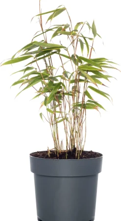 Intratuin Bambus (Fargesia rufa) D 19 H 80 cm| Immergrüne Pflanzen|Winterharte Pflanzen