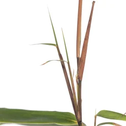 Intratuin Bambus (Fargesia rufa) D 19 H 80 cm| Immergrüne Pflanzen|Winterharte Pflanzen