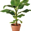 Intratuin Bananenpflanze (Musa) D 28 H 80 cm| Grünpflanzen|Bananenpflanzen