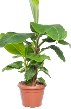 Intratuin Bananenpflanze (Musa 'Dwarf Cavendish') D 35 H 130 cm| Große Pflanzen|Grünpflanzen