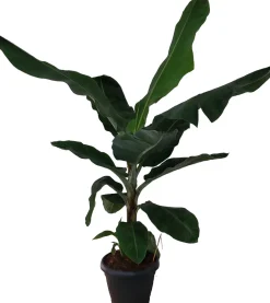 Intratuin Bananenpflanze (Musa 'Dwarf Cavendish') D 35 H 130 cm| Große Pflanzen|Grünpflanzen