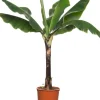 Intratuin Bananenpflanze (Musa 'Dwarf Cavendish') D 34 H 180 cm| Große Pflanzen|Grünpflanzen