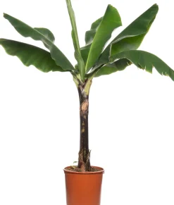 Intratuin Bananenpflanze (Musa 'Dwarf Cavendish') D 34 H 180 cm| Große Pflanzen|Grünpflanzen