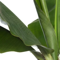 Intratuin Bananenpflanze (Musa 'Dwarf Cavendish') D 34 H 180 cm| Große Pflanzen|Grünpflanzen