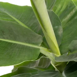 Intratuin Bananenpflanze (Musa 'Tropicana) D 17 cm H 60 cm| Grünpflanzen|Bananenpflanzen