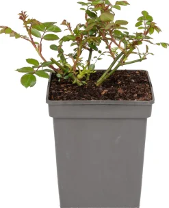 Intratuin Beetrose (Rosa 'Bonica 82')| Immergrüne Pflanzen|Rosen