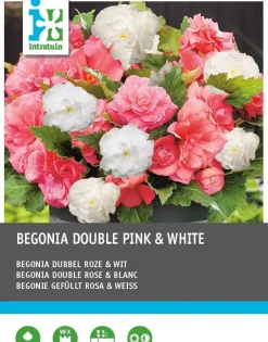 Intratuin Begonia (Begonia) Blumenzwiebeln doppelblütig rosa weiß 6 St.| Sommer-Blüher|Blumenzwiebeln