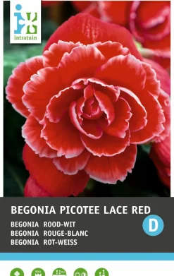 Intratuin Begonia (Begonia 'Picotee Lace Red') Blumenzwiebeln 3 St.| Sommer-Blüher|Blumenzwiebeln