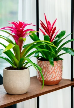 Intratuin Bela Arte Blumentopf Belem braun D 14 H 13 cm| Blumentöpfe & Pflanzgefäße|Blumentöpfe