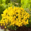 Intratuin Berg-Steinkraut (Alyssum montanum) D 11 H 5 cm| Blühende Pflanzen|Mehrjährige Pflanzen